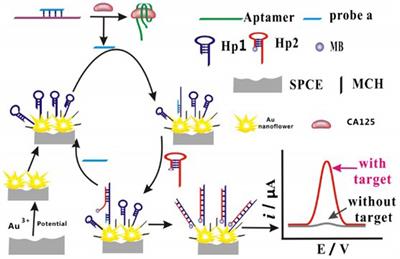 Applications of Aptamers in the Diagnosis and Treatment of Ovarian Cancer: Progress From 2016 to 2020